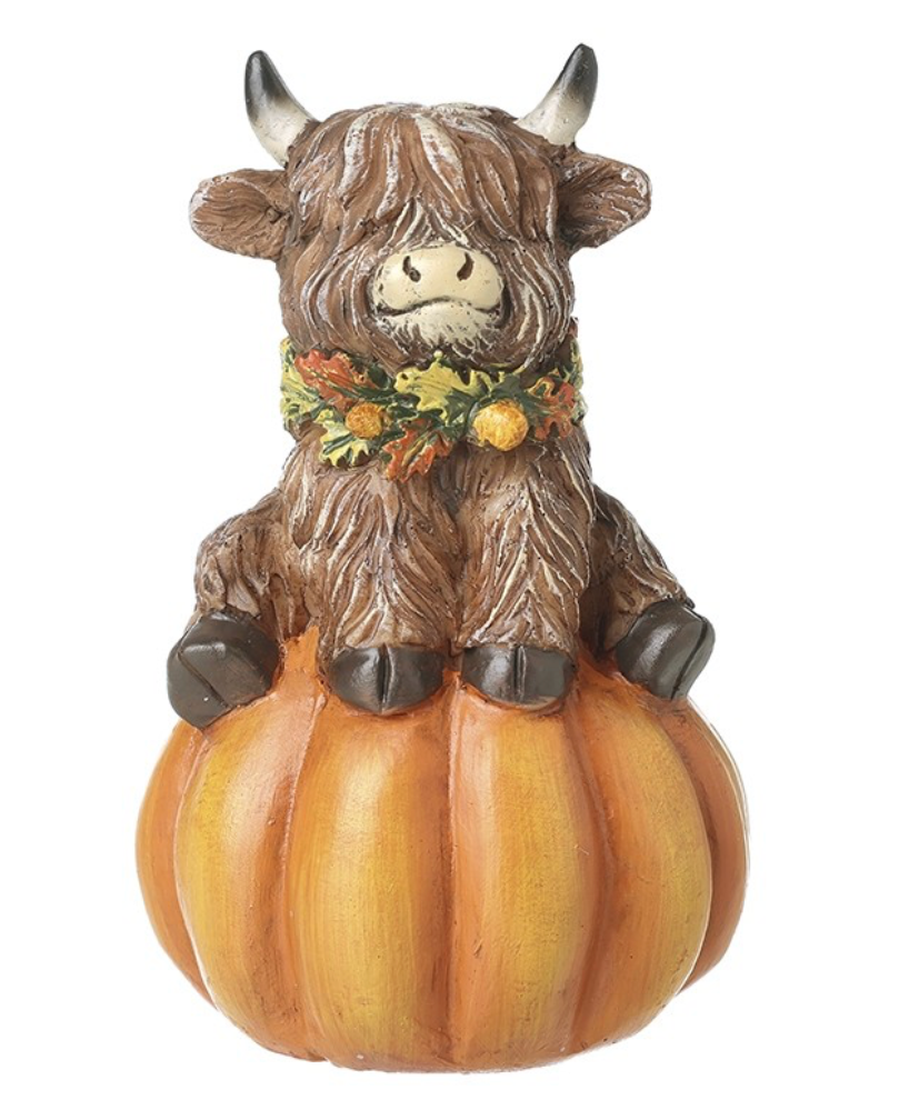 highland cow on pumpkin