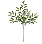 ruscus spray